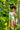 PLATANAL VERDE - ALISSON ONE PIECE